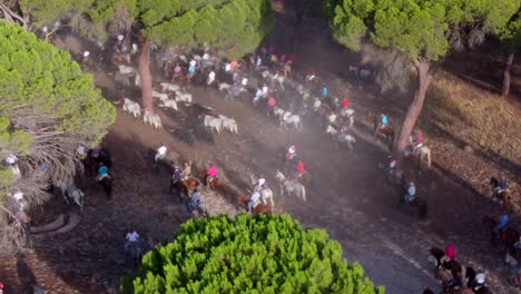 Jinetes-Persiguiendo-Toros-Por-El-Bosque,-Vista-Aérea-1