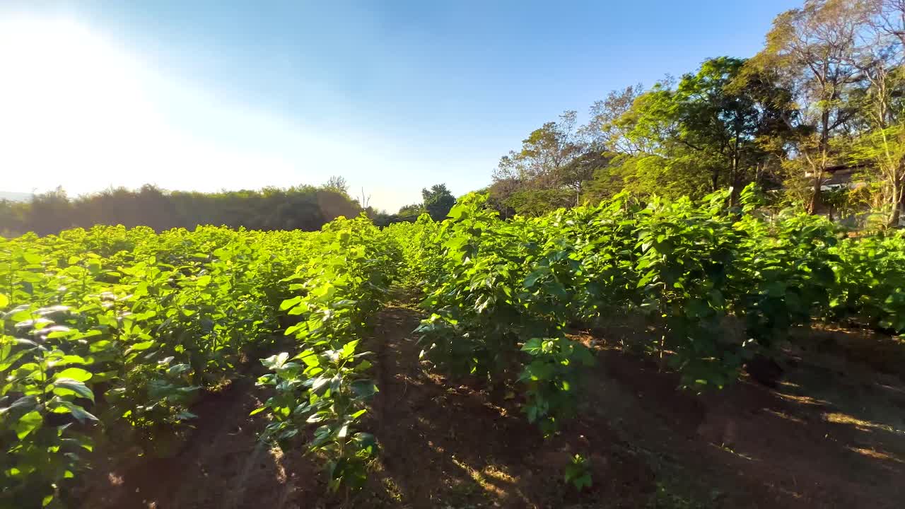 campos de arroz vibrantes bajo un cielo despejado