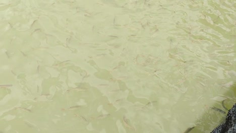 tame fish eagerly await feeding in a pond, their mouths breaking the surface. they gather expectantly, ready for a meal from human hands.