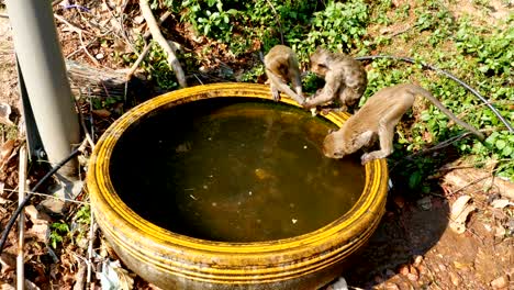 los monos atraparon una rana en un cuenco de agua y jugaron con ella. tailandia
