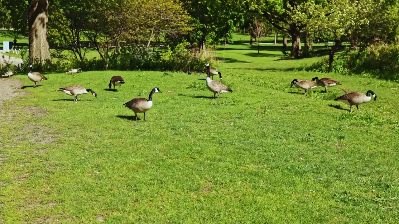 Le oche si nutrono sull'erba in un parco durante il giorno, vicino ad alberi e a un percorso pedonale, in uno spazio pubblico con dintorni verdi.