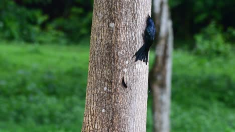 alejarse de este pájaro mientras se alimenta de algunos insectos en la corteza del árbol, el gran drongo de cola de raqueta dicrurus paradiseus, tailandia