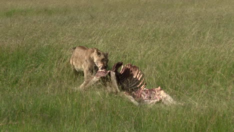 Hembra-De-León-Arrastrando-A-Su-Presa-A-Través-De-Pastizales,-Maasai-Mara,-Kenia