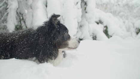 Static-medium-close-up-shot-of-a-dog-lying-in-the-snow