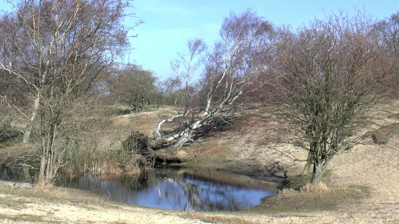 네덜란드 사구 풍경의 수영장