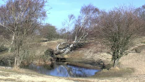 Pool-In-Niederländischer-Dünenlandschaft