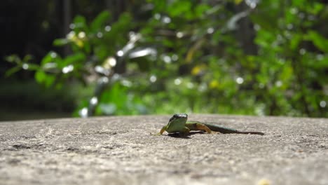 在陽光下享受陽光的 gecko