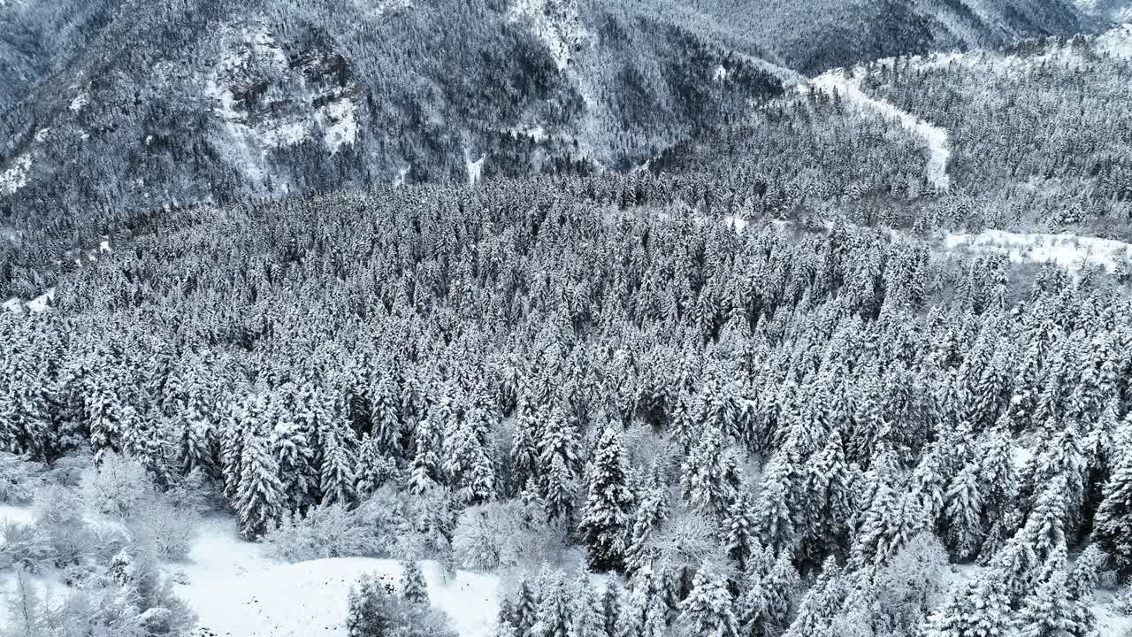 Aerial footage of forest and mountain in the winter with snow
