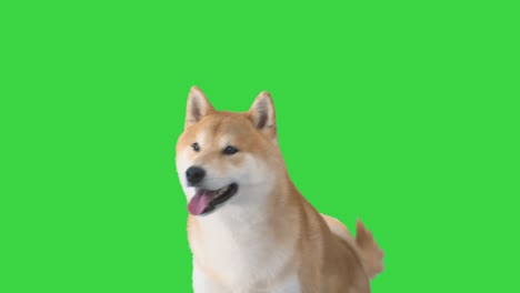 red shiba inu puppy walking away on a green screen, chroma key