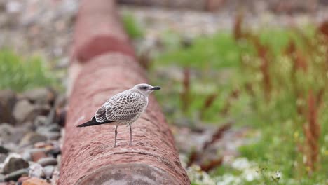 la gaviota de pie en una pipa en fife