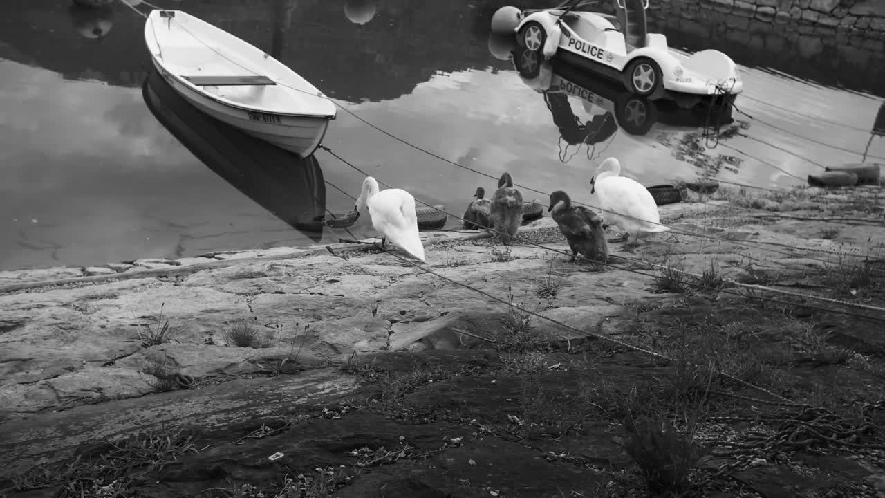 스위스 렌세 호수 (walensee lake) 에 있는 백조들이 우아하게 물 속으로 뛰어들어 호수 안으로 조용히 들어가는 모습을 찍고 있다.