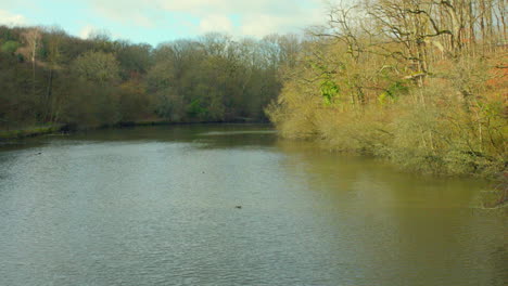 Patos-En-El-Río-Pacífico-Con-árboles-Densos-En-Verano-En-Francia