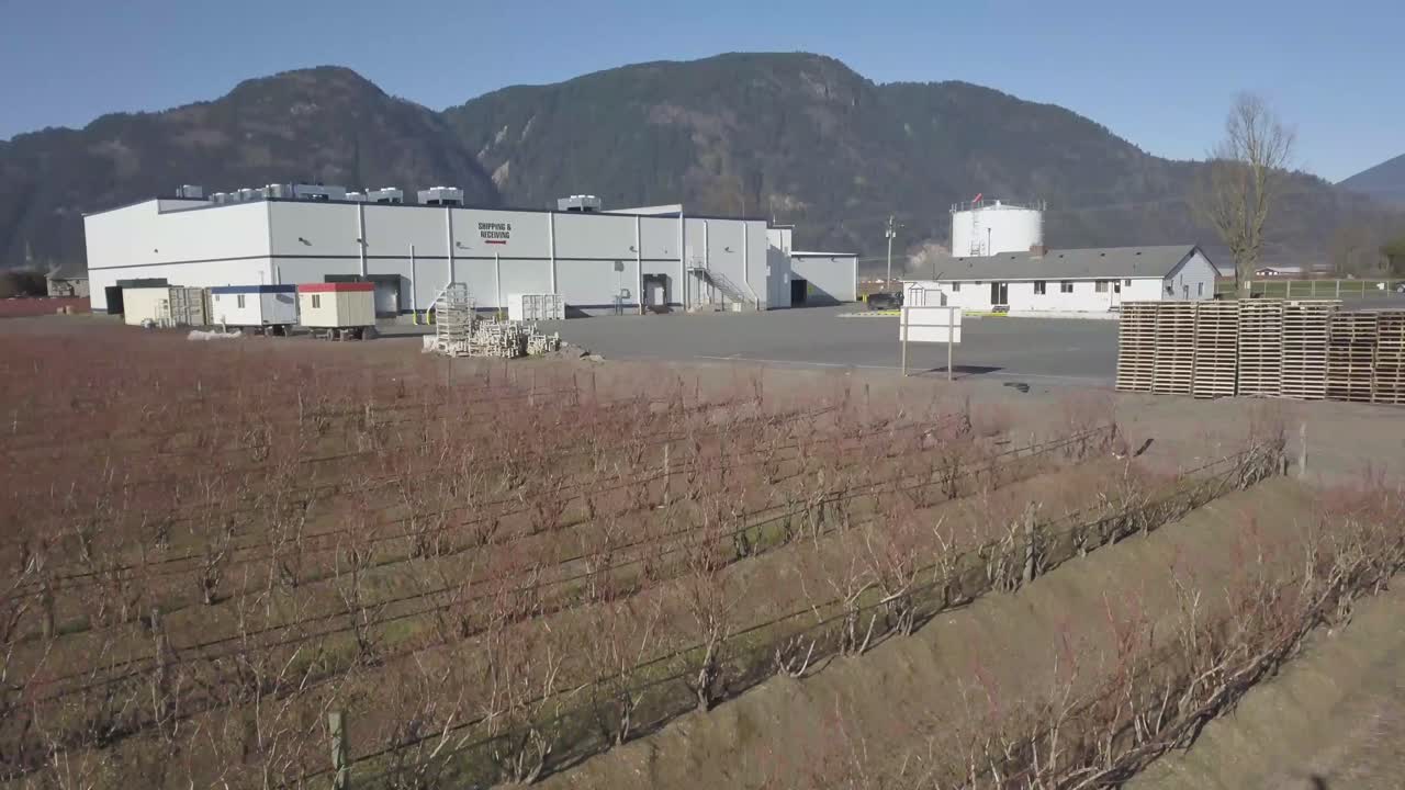 베리 농장의 4k 드론 샷