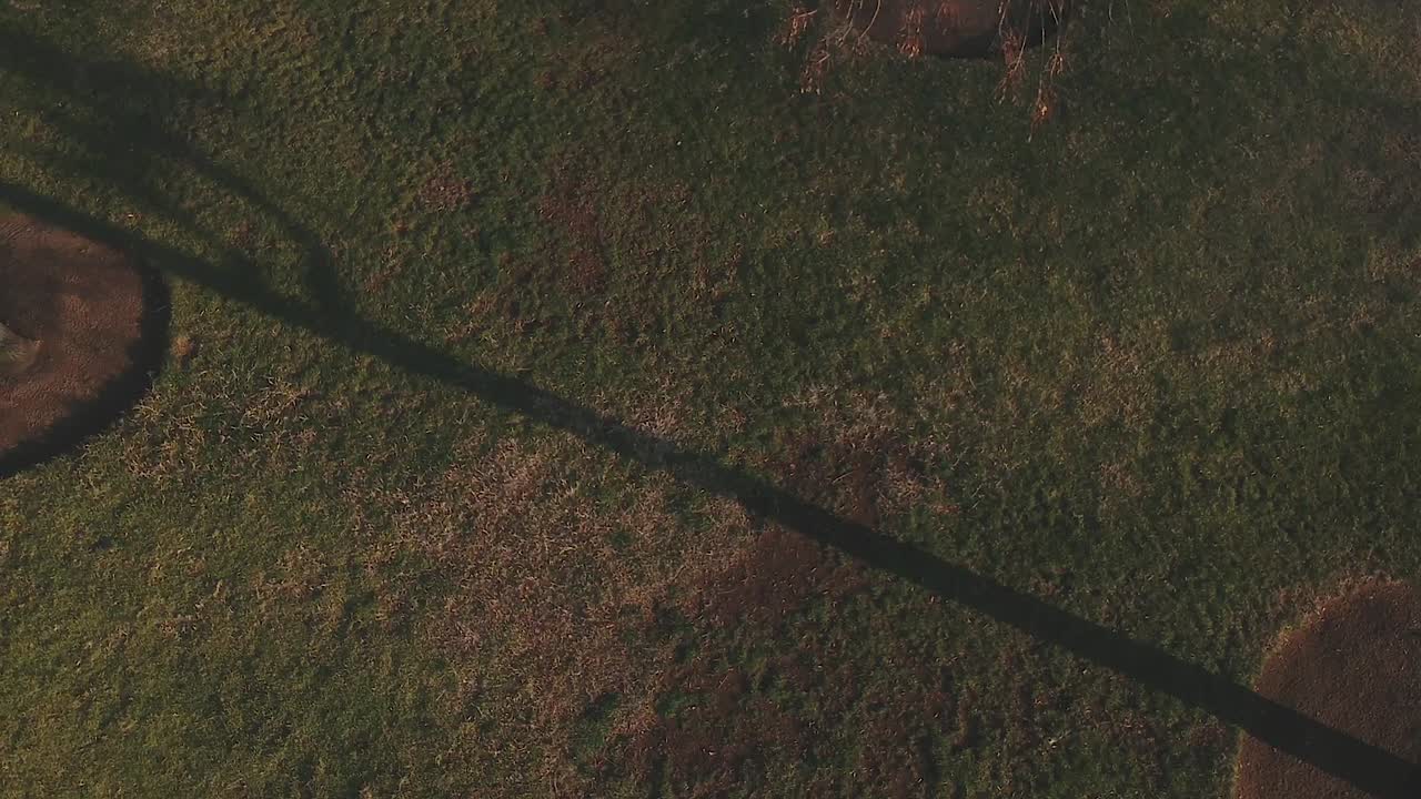 birds eye view from the grass