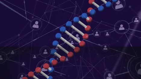 animación de una cadena de adn 3d giratoria sobre una red de iconos de personas conectadas