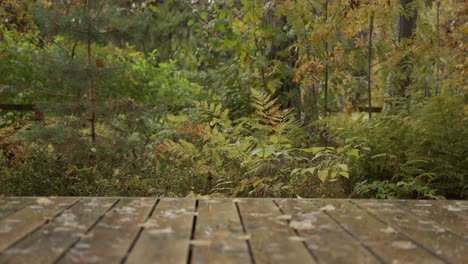 Helechos-Y-Pinos-Jóvenes-Que-Crecen-Frente-A-Una-Terraza-En-Otoño