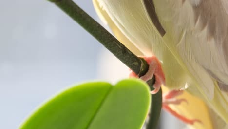 closeup of a cockatiel parrot sitting on a branch of flowers closeup of a cockatiel parrot sitting on a branch of flowers the bird looks directly into the camera with bright orange and yellow feathers
