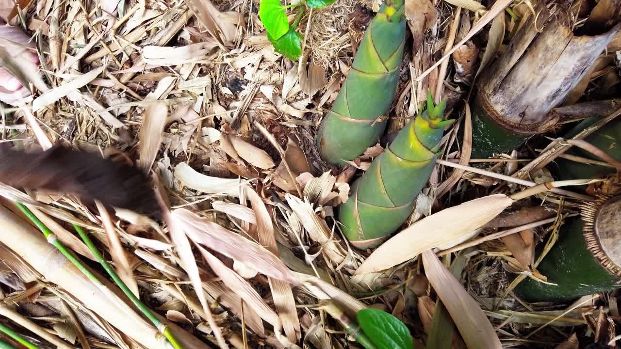 요리를 위해 큰 대나무 형성에 신선한 죽순을 잘라