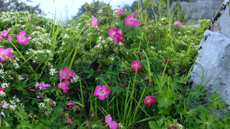 Bumblebee-Collecting-Sweet-Nectar-Of-Sweetbriar-Rose-In-The-Garden