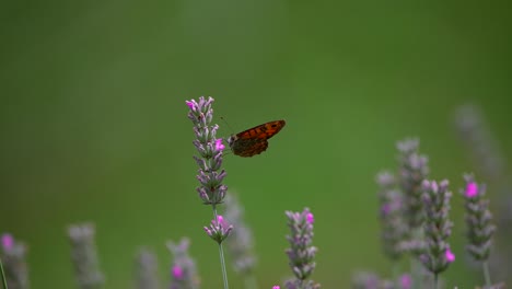 Close-up-of-a-white-butterfly-flying-in-slow-motion-in-nature-in-4k-1