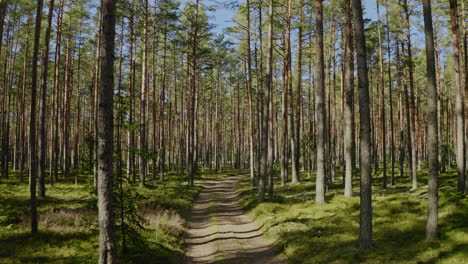 Beautiful-forest-trail