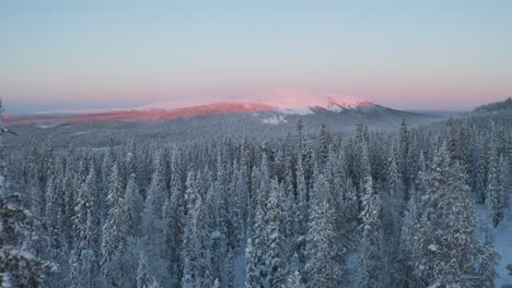 flying between and above snowy trees while sunset is colouring the winter landscape to pink in the background in lapland finland