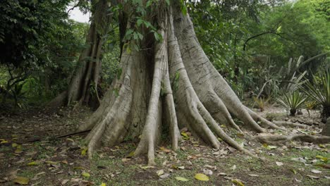 large tree roots on a tropical forest of indonesia.