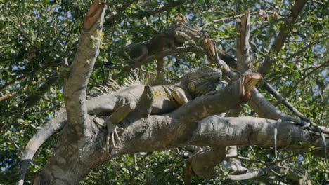 Iguanas-De-Cola-Espinosa-Mexicana-Relajándose-En-Las-Copas-De-Los-árboles-Tomando-El-Sol