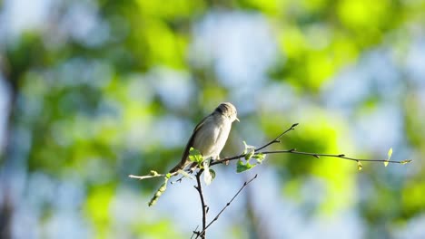 bisbita de agua pequeño pájaro paseriforme de pie en la rama de un árbol delgado, slomo, día