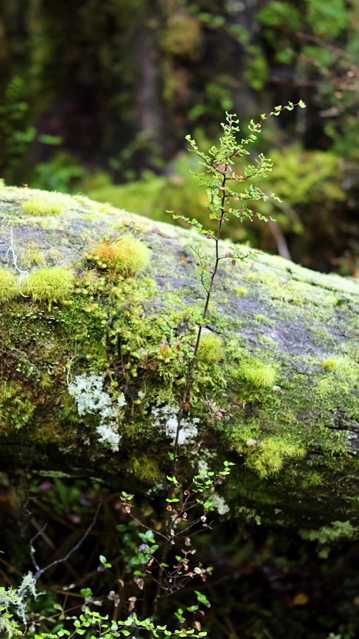 La telecamera panoramica lentamente su un tronco vibrante e muschioso circondato da felci e fitta vegetazione in una foresta pluviale temperata. La luce naturale e soffusa esalta le vivide texture verdi