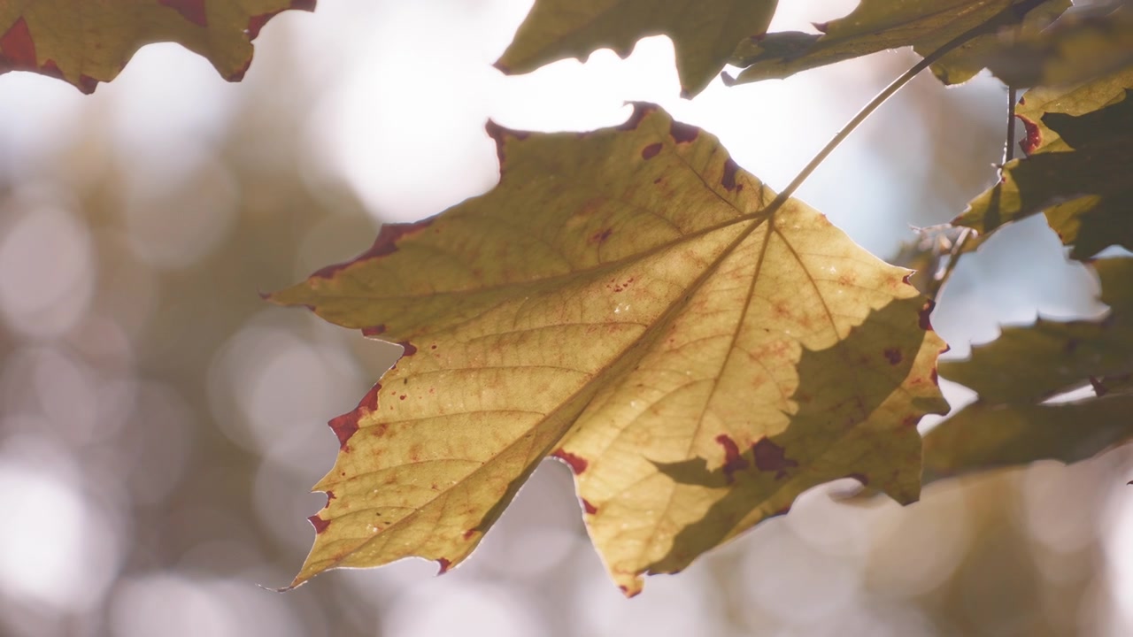 Bellissime foglie d'acero dorate autunnali