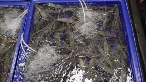 A-close-up-shot-of-live-giant-river-prawns-in-a-plastic-tank-in-a-Thailand-seafood-wet-market