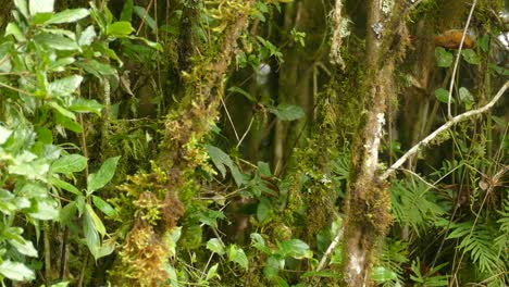 zorzal de color arcilla moviéndose en ramas en costa rica