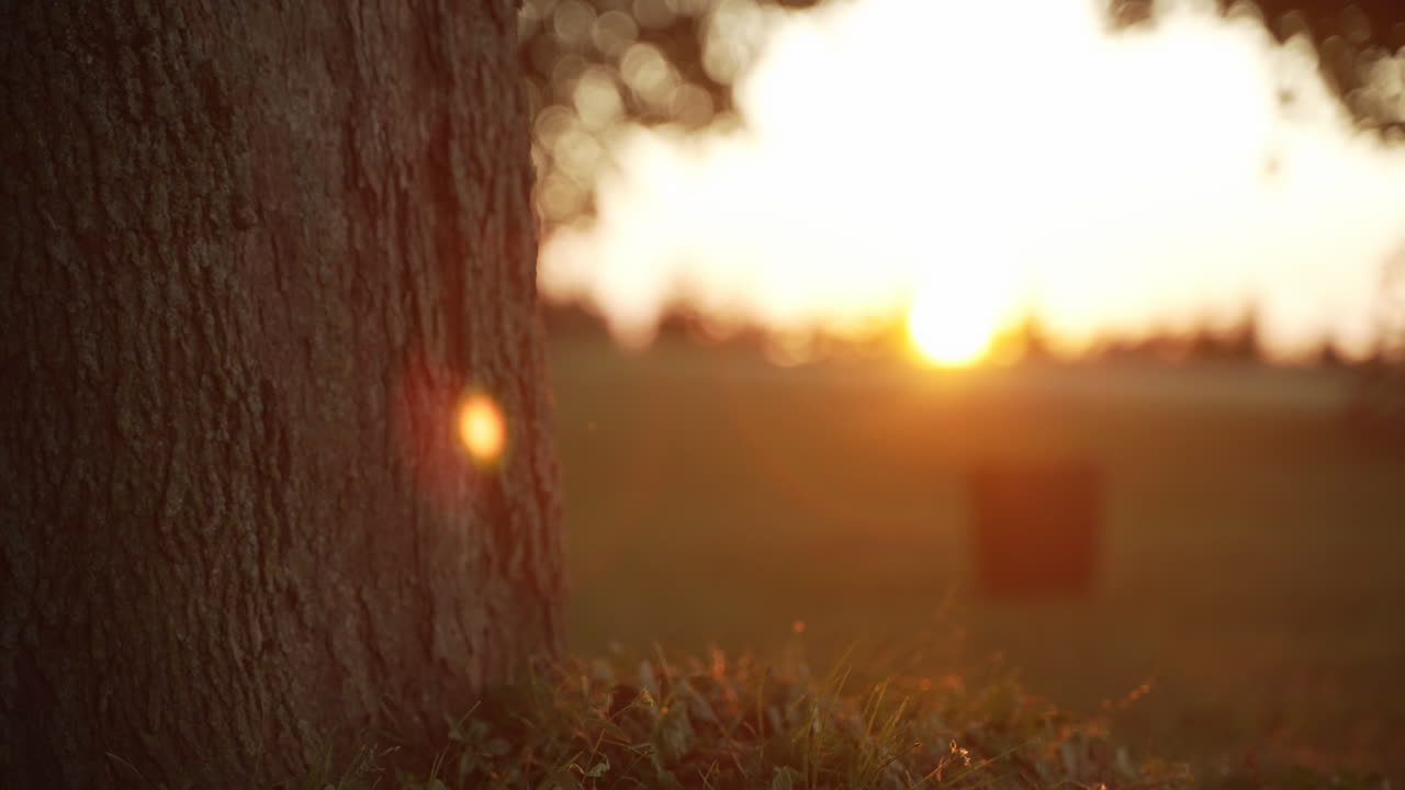 황금시간대에 나무에 기대어 있는 낚싯대를 집는 손