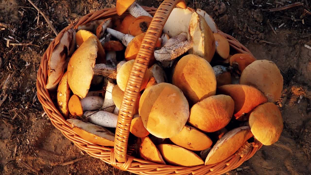 hongos de otoño en el bosque luz del sol en el bosque