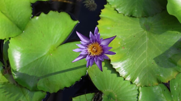Water lily opens and closes in natural setting