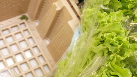 close-up of packaged lettuces in a trading basket and a male hand takes one