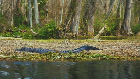 Un-Caimán-En-Los-Famosos-Everglades-De-Florida,-Cerca-De-Miami,-Está-Al-Acecho-Inmóvil-En-El-Agua-Verde-Del-Pantano-Rodeado-De-árboles-De-Manglares-De-Hojas-Verdes