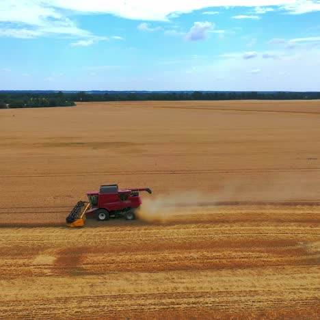 Agricultural machinery at seasonal works. Red combine harvester gathering ripe crop in the farmland in summer. Tractor with trailer full of grains moving on field