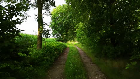 rural dirt path winding through lush green fields and trees