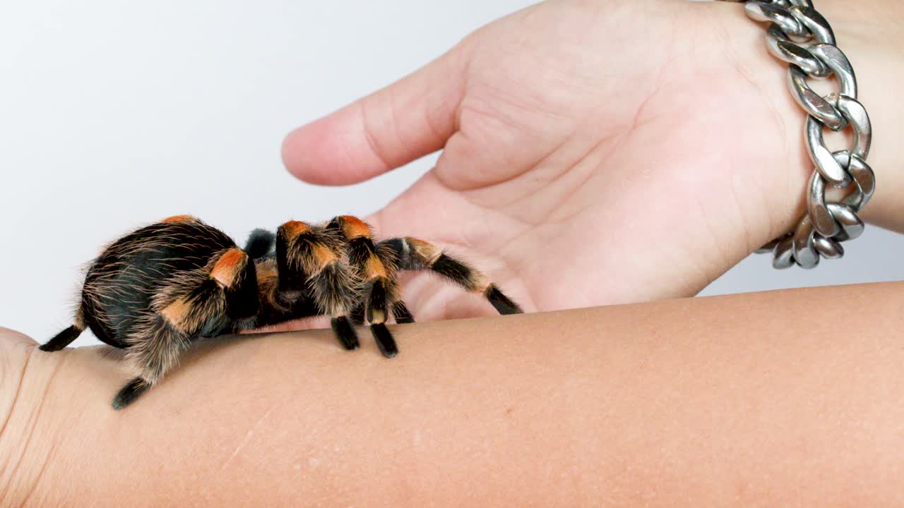 Ảnh cận cảnh một con nhện Tarantula đầy màu sắc đang bình tĩnh đi trên cẳng tay người dưới ánh đèn studio rực rỡ