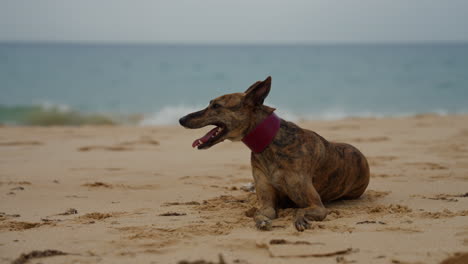 dog relaxing on the beach