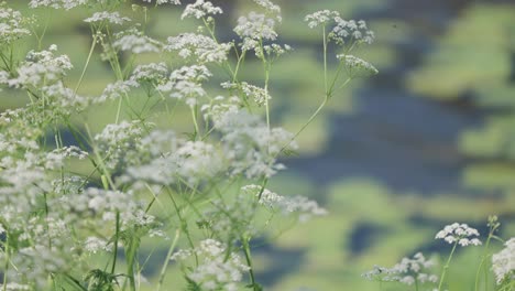 Delicate-white-flowers-sway-gently-in-the-breeze-by-a-calm-pond,-capturing-the-serene-beauty-of-nature