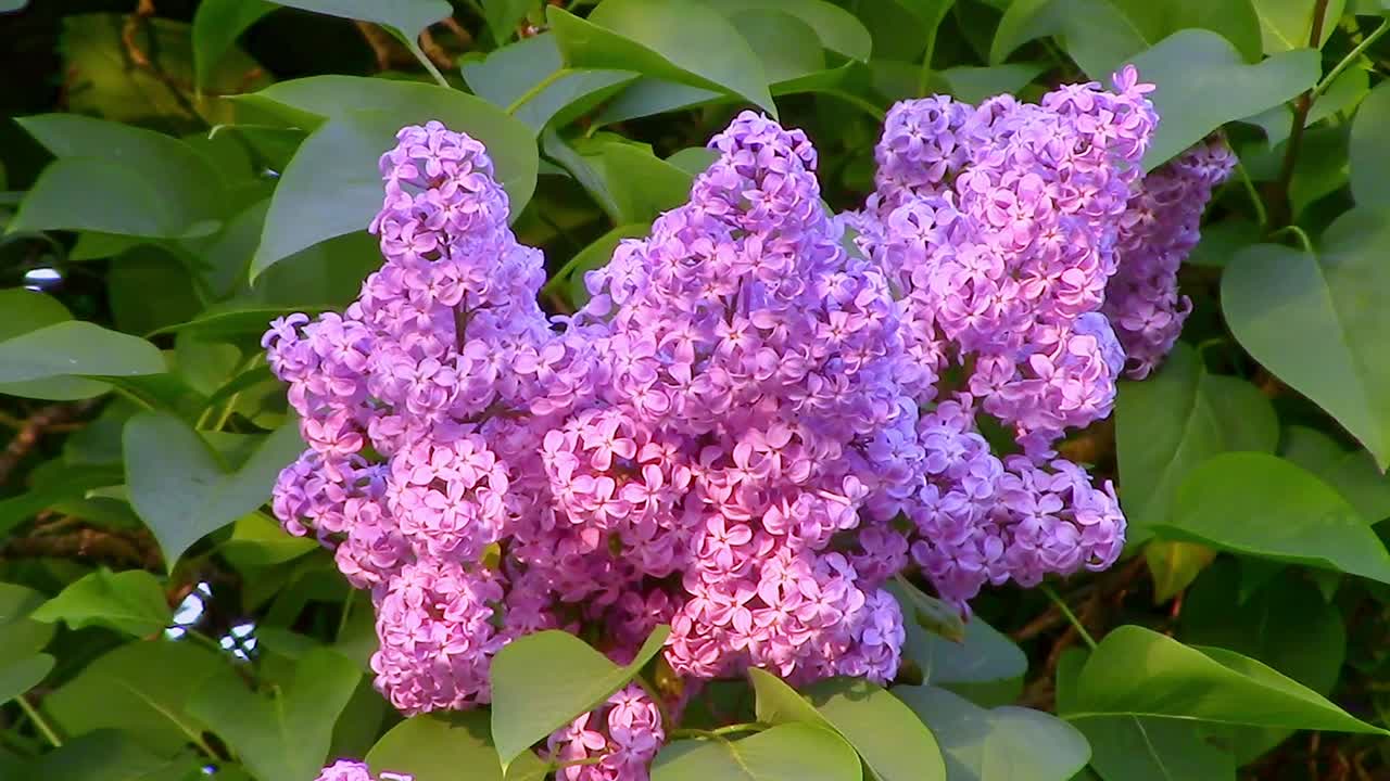 Close-up of Lilac flowers hanging from a tree