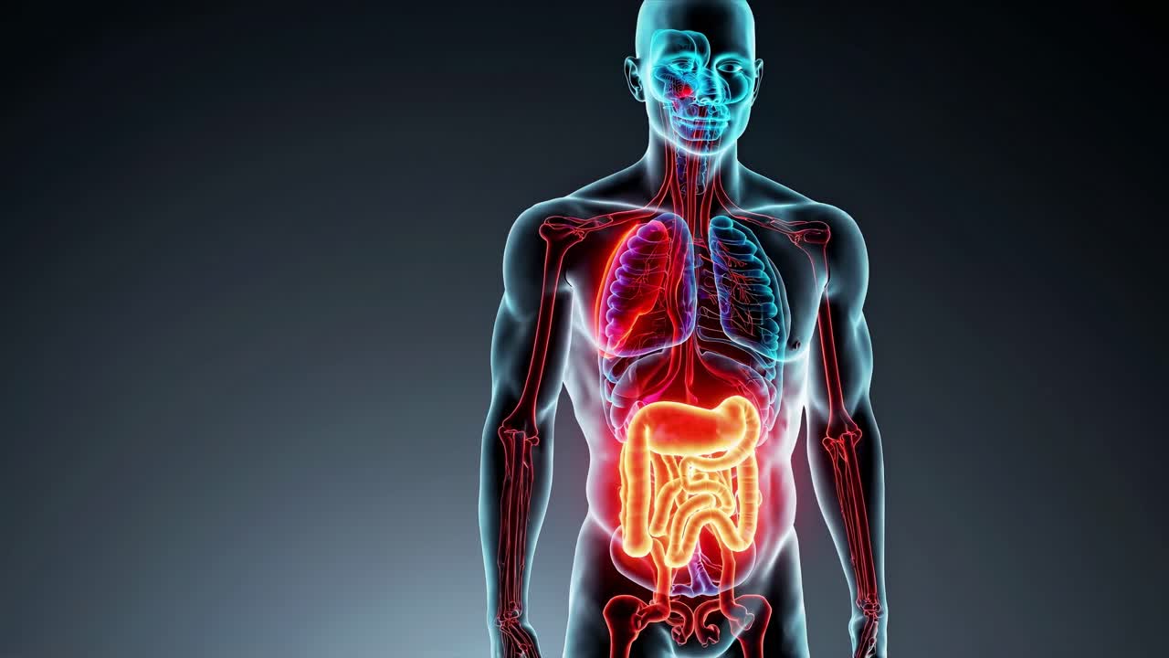 Medical illustration highlighting the digestive system in orange within a transparent male body, featuring blue and red lungs and a red skeletal structure against a dark gray background
