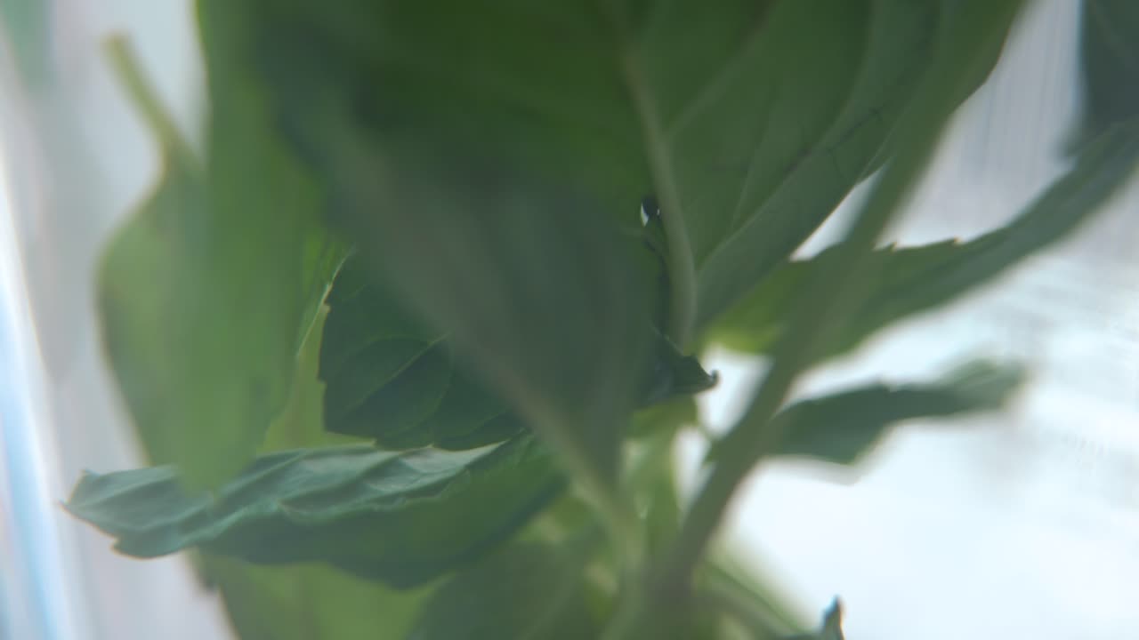una hermosa toma macro de una hoja de menta verde fresca orgánica en un vaso, té de desintoxicación fresco y saludable, profundidad de campo borrosa, vídeo cinematográfico 4k lento y suave, inclinado hacia arriba