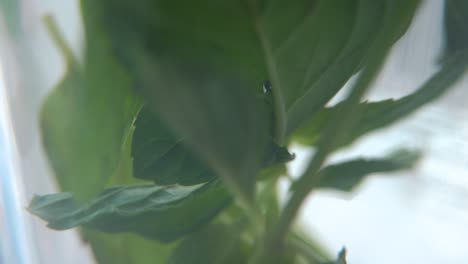 a beautiful macro shot of an organic fresh green mint leaf in a glass, healthy fresh detox tea, blurry depth of field, slow and smooth cinematic 4k video, tilt up