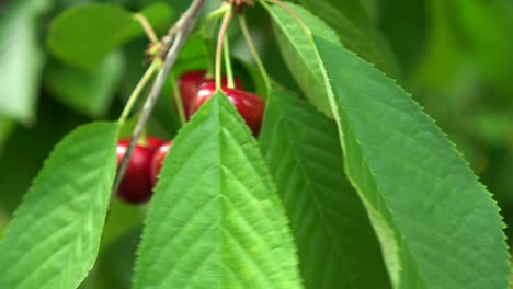 joven caucásica con uñas rojas recogiendo cerezas rojas del cerezo
