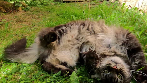 mainecoon cat rolls around and plays in shade of trees on grass