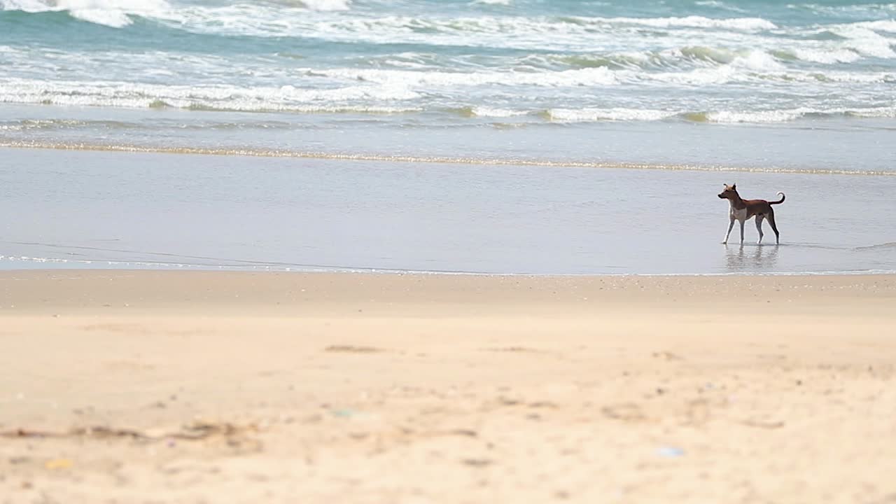 해변을 걷는 길 잃은 개